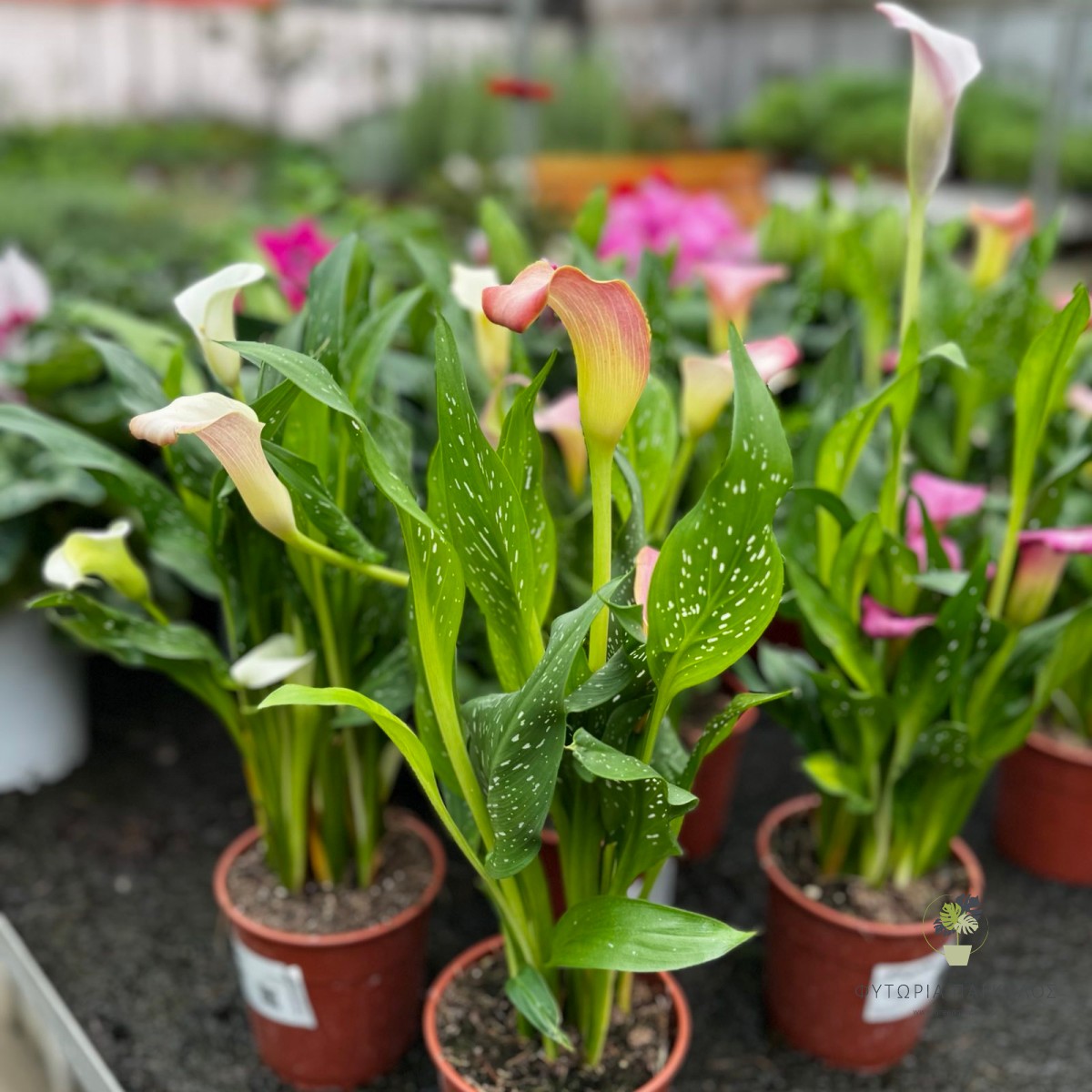 Κάλλα (Zantedeschia spp.) | Εντυπωσιακό Ανθοφόρο Φυτό - 2
